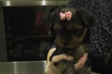 York yorkshire terrier