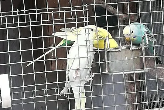 Sprzedam papugi, Opolskie, Kup