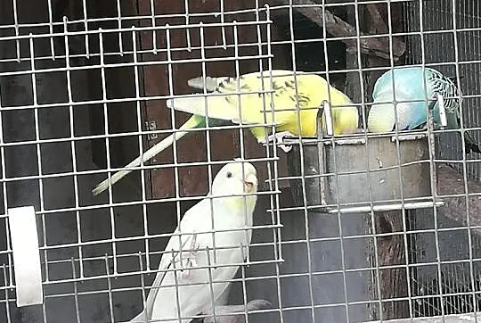Sprzedam papugi, Opolskie, Kup