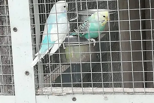 Sprzedam papugi, Opolskie, Kup