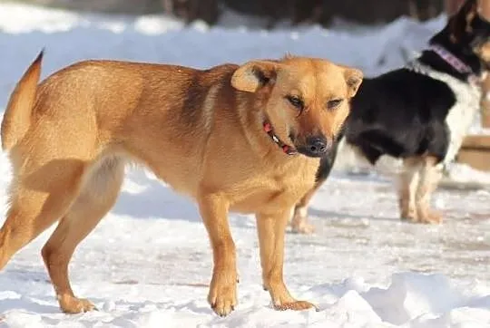 RUDA cudna młodziutka mała suczka szuka domu, Łódzkie, Łódź