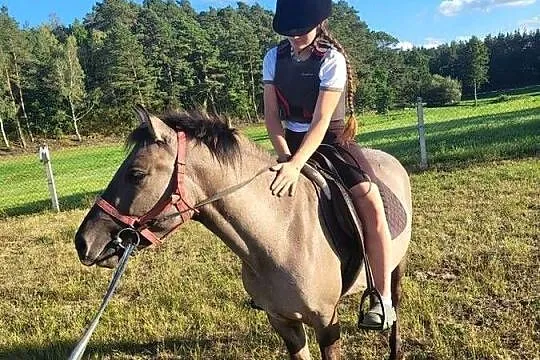 wałach konik polski pod siodło, Kujawsko-pomorskie, Śmiłowo