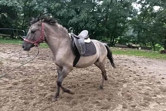 wałach konik polski pod siodło, Kujawsko-pomorskie, Śmiłowo