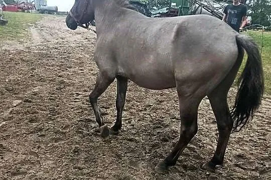 wałach konik polski pod siodło, Kujawsko-pomorskie, Śmiłowo