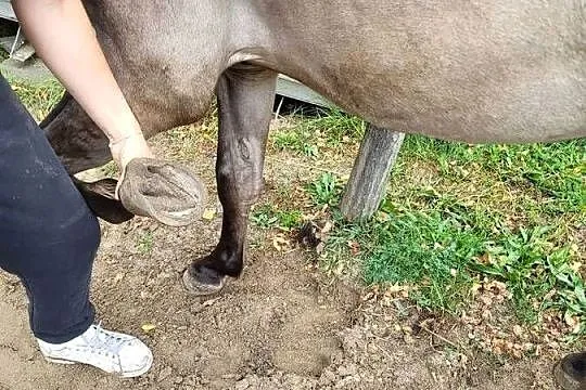 wałach konik polski pod siodło, Kujawsko-pomorskie, Śmiłowo