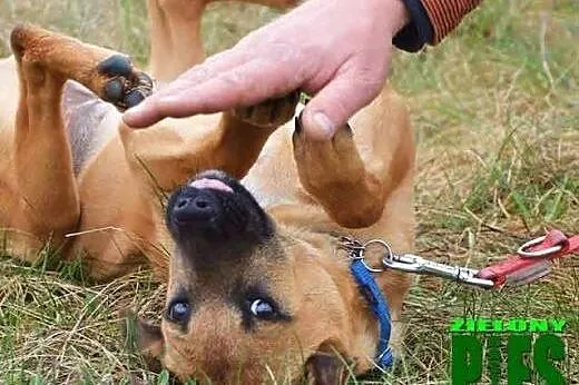 FRYGA piękna 1,5 roczna sunia szuka domu,  mazowie