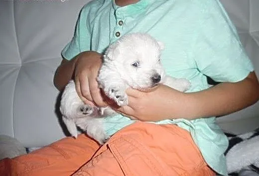 West highland white terrier Pieski, mazowieckie R