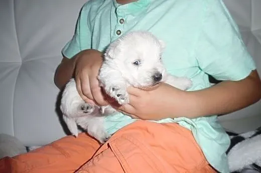 West highland white terrier Pieski,  mazowieckie R
