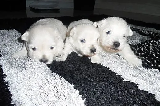 West highland white terrier Pieski,  mazowieckie R