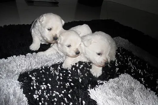 West highland white terrier Pieski,  mazowieckie R