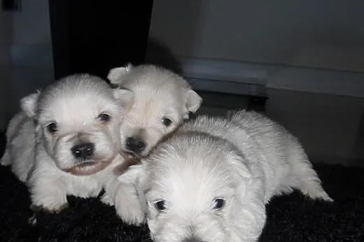 West highland white terrier Pieski,  mazowieckie R