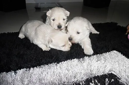 West highland white terrier Pieski,  mazowieckie R