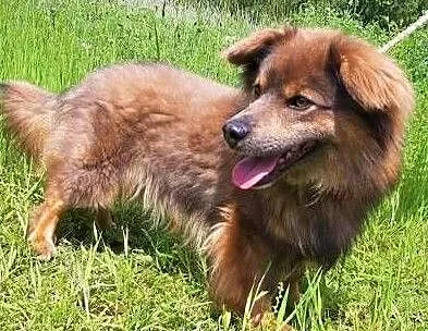 CHRUPCIO - nieduży, piękny, kochany psiak szuka domu,, Łódzkie, Łódź