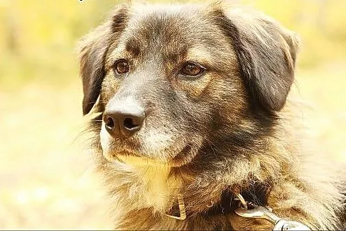 Cudowna Ana czeka na dom,  mazowieckie Józefów