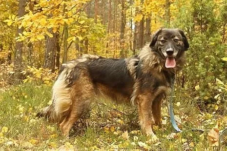 Cudowna Ana czeka na dom,  mazowieckie Józefów
