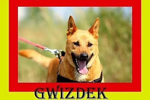 Młody,średniej wielkości,aktywny,kocha człowieka,pies GWIAZDOR,  dolnośląskie Wrocław
