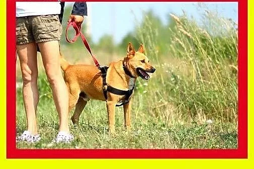 Młody,średniej wielkości,aktywny,kocha człowieka,p