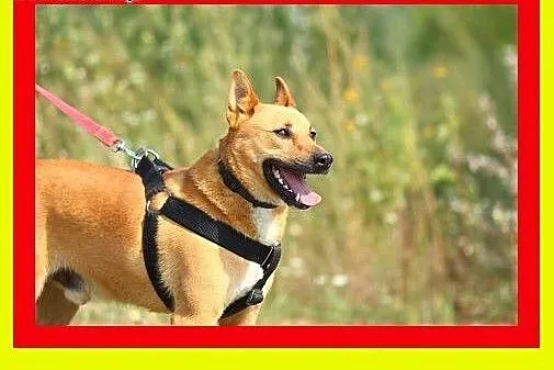 Młody,średniej wielkości,aktywny,kocha człowieka,p