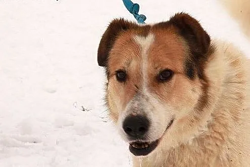 Przepiękna Aisza szuka swojego domu,  Kundelki cał