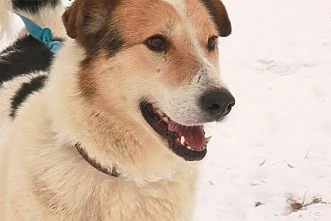 Przepiękna Aisza szuka swojego domu,  Kundelki cał