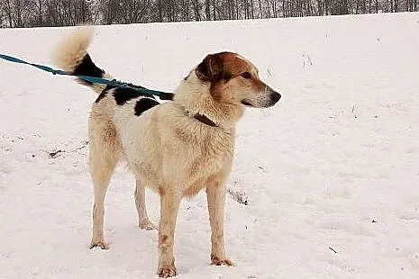 Przepiękna Aisza szuka swojego domu,  Kundelki cał