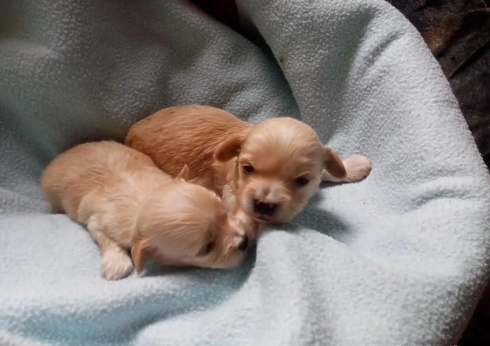 Maltipoo, MALTIPOOO, maltańczyk, pudel