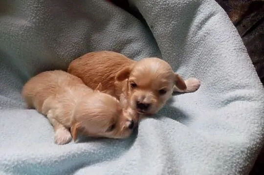 Maltipoo, MALTIPOOO, maltańczyk, pudel