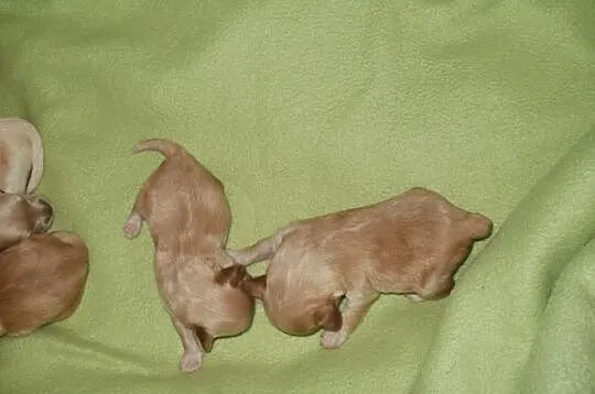 Maltipoo, MALTIPOOO, maltańczyk, pudel
