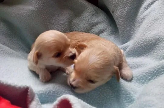 Maltipoo, MALTIPOOO, maltańczyk, pudel