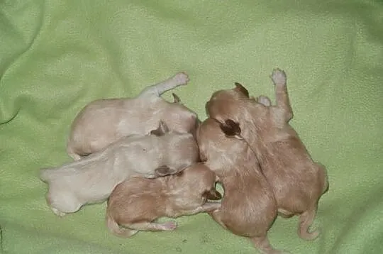 Maltipoo, MALTIPOOO, maltańczyk, pudel
