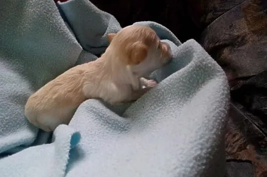 Maltipoo, MALTIPOOO, maltańczyk, pudel
