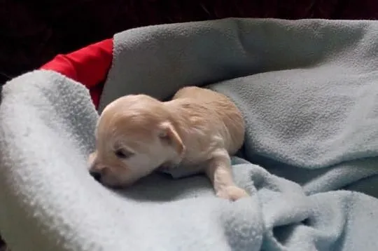 Maltipoo, MALTIPOOO, maltańczyk, pudel