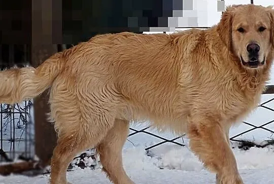 Golden retriever 9 miesięczny
