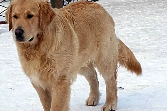 Golden retriever 9 miesięczny, Mazowieckie, Przysucha