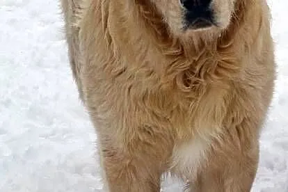 Golden retriever 9 miesięczny, Mazowieckie, Przysucha