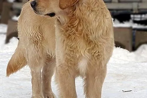 Golden retriever 9 miesięczny, Mazowieckie, Przysucha