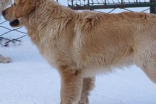 Golden retriever 9 miesięczny, Mazowieckie, Przysucha