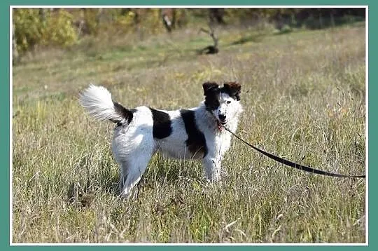 Średni 12 kg, towarzyski,przyjacielski,kontaktowy psiak BRAN_Adopcja_