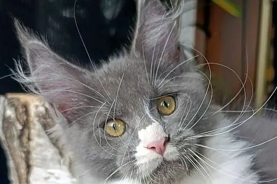 Bardzo duży niebieski z białym Maine Coon - FPL