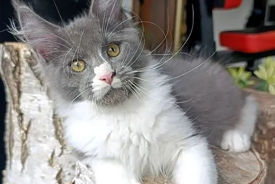 Bardzo duży niebieski z białym Maine Coon - FPL, Pomorskie, Gdańsk
