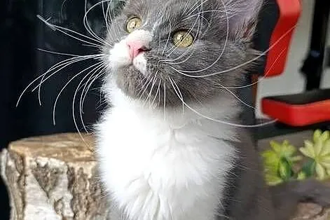 Bardzo duży niebieski z białym Maine Coon - FPL, Pomorskie, Gdańsk