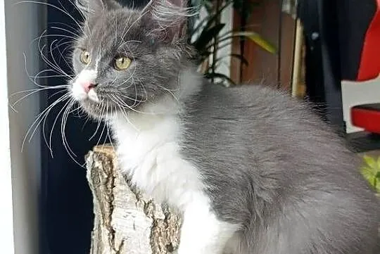 Bardzo duży niebieski z białym Maine Coon - FPL, Pomorskie, Gdańsk