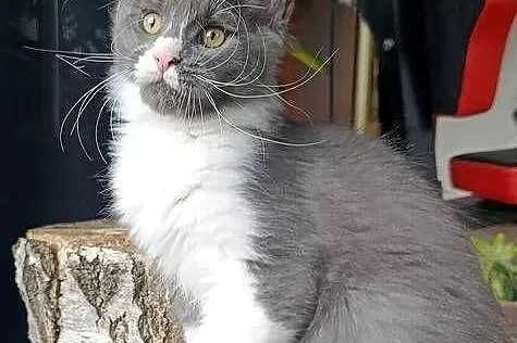 Bardzo duży niebieski z białym Maine Coon - FPL, Pomorskie, Gdańsk