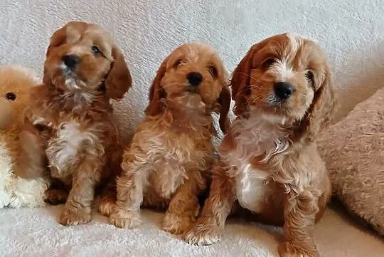Cockapoo F1 suczki/ Pudel / Cocker Spaniel Angielski