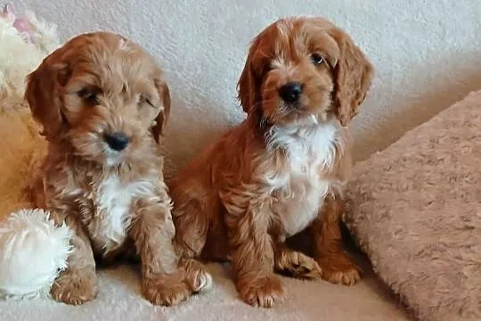 Cockapoo F1 suczki/ Pudel / Cocker Spaniel Angielski, Kujawsko-pomorskie, Toruń