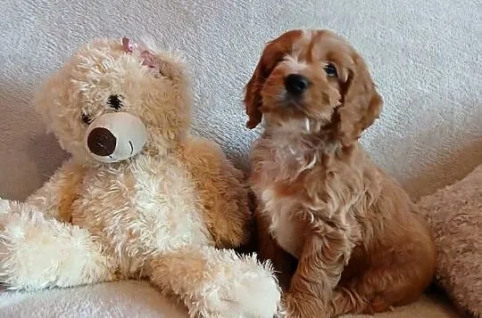 Cockapoo F1 suczki/ Pudel / Cocker Spaniel Angielski, Kujawsko-pomorskie, Toruń
