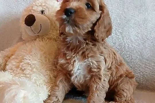 Cockapoo F1 suczki/ Pudel / Cocker Spaniel Angielski, Kujawsko-pomorskie, Toruń