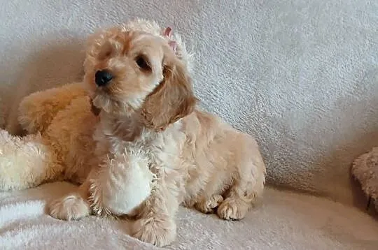 Cockapoo F1 suczki/ Pudel / Cocker Spaniel Angielski, Kujawsko-pomorskie, Toruń