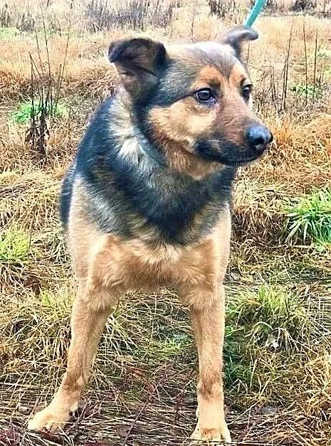 MISIEK - fajny, 4-letni psiak uratowany z łańcucha; do adopcji, Małopolskie, Kraków