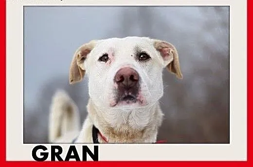GRAN,pies dla aktywnych,mądry,chętny do nauki,apor
